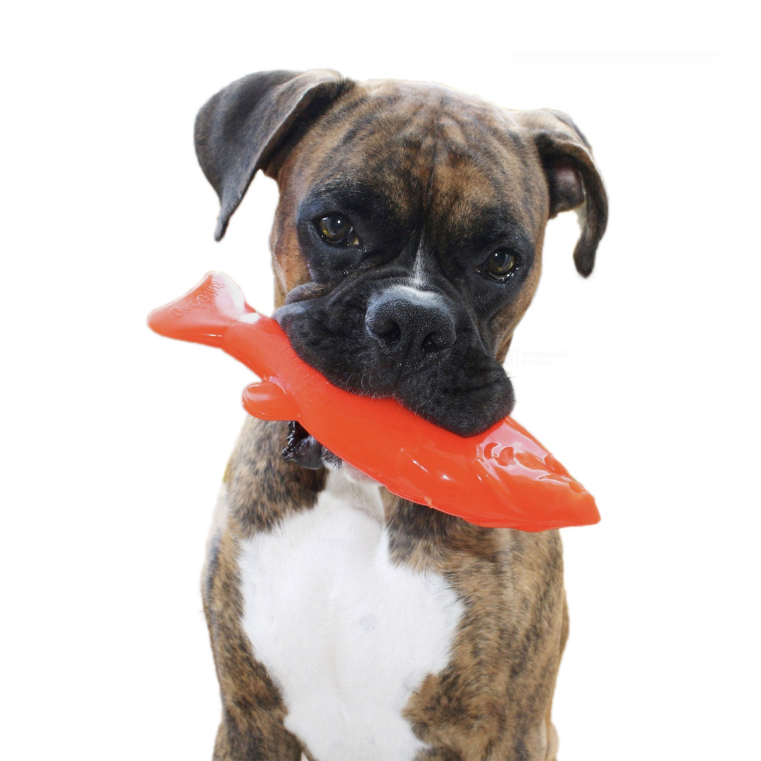 Ruff-Dawg-Flying-Fish-dog